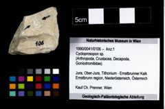 Foto (Objekt + Etikett) von Cyclothyreus sp.  (NHMW-GEO-1990-0041-0106)